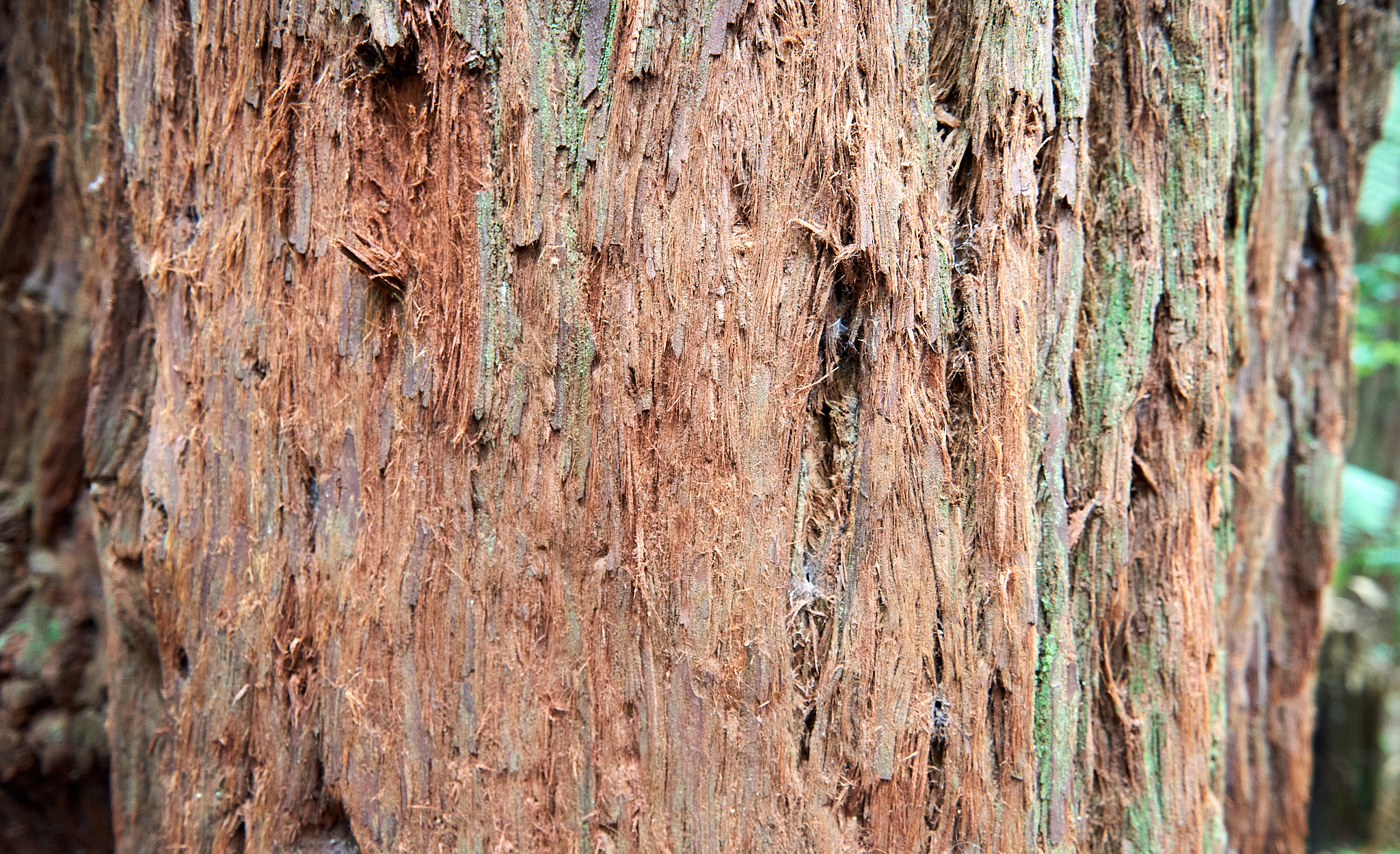 20180130 022 뉴질랜드 카레레